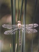 Flugbereite Libelle mit entfalteten Flügeln