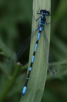 Männchen der Fledermaus-Azurjungfer, helle Variante