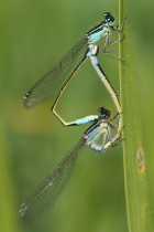 Paarungsrad mit Weibchen der Altersform typica